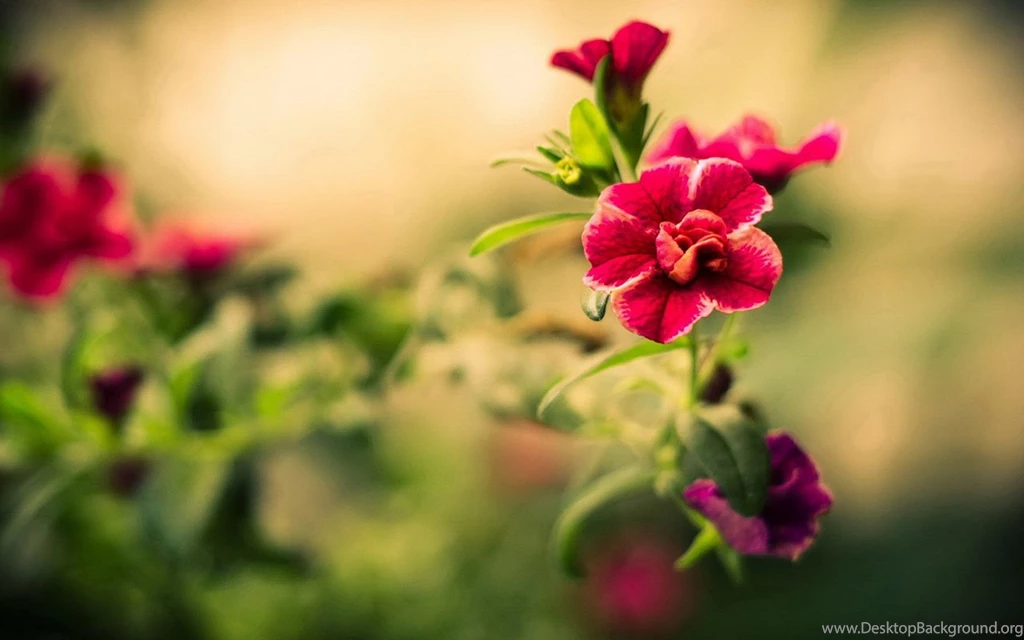 The Lomo Style Elegant Flower Close up Wallpapers 9 - Flower ...