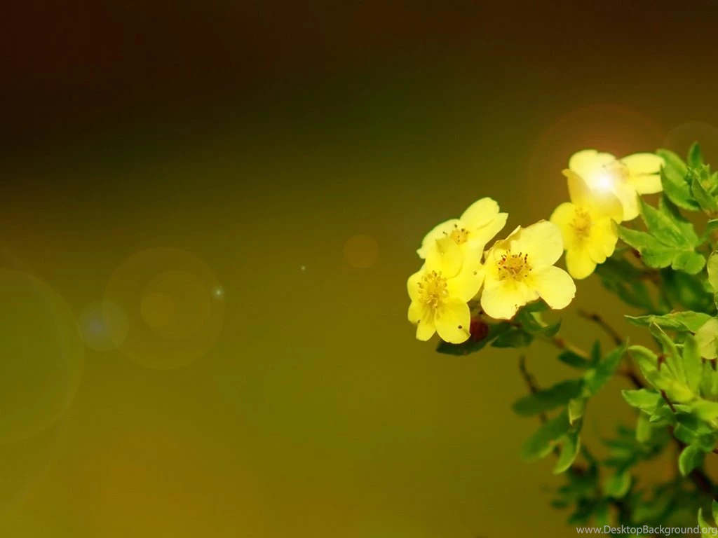 RePin Image: Elegant Desktop Hd Wallpapers On Pinterest