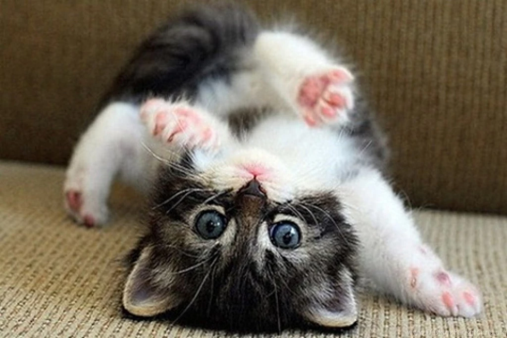 Cats: Kitten Side Back Cute Cat Picture Free Desktop Wallpapers For ...