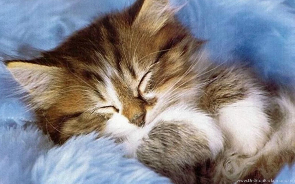 Cute Cat Pictures 13 Desktop Backgrounds Hivewallpaper.com