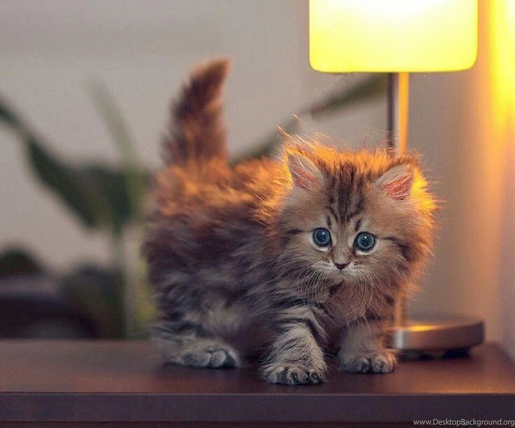 Cats: Cute Kitty Animals Cats Background Images For HD 16:9 High ...