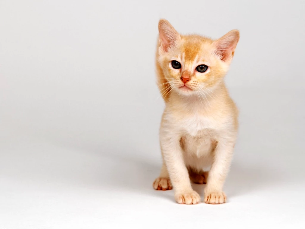 Animals Beautiful Sweet Great Funny Cute Cat Backgrounds   Free ...