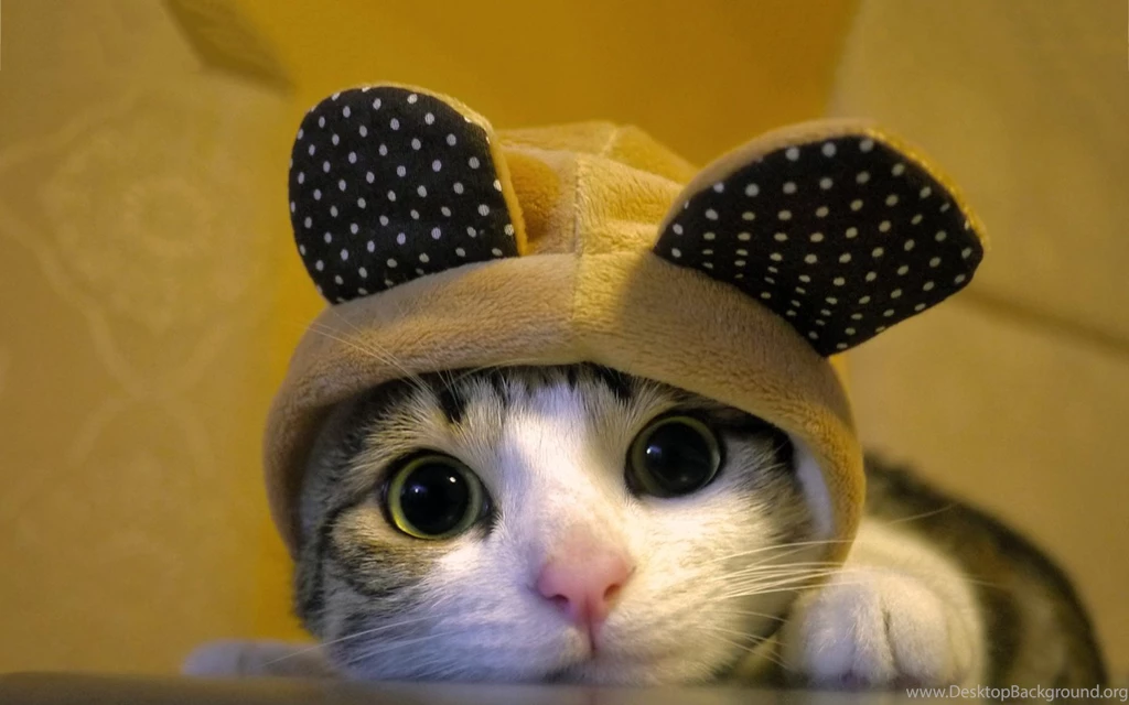 Cute Cat Widescreen Resolution Wallpapers