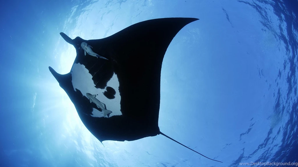 Download Wallpapers 1920x1080 Davy Jones, Manta, Underwater, Swim ...