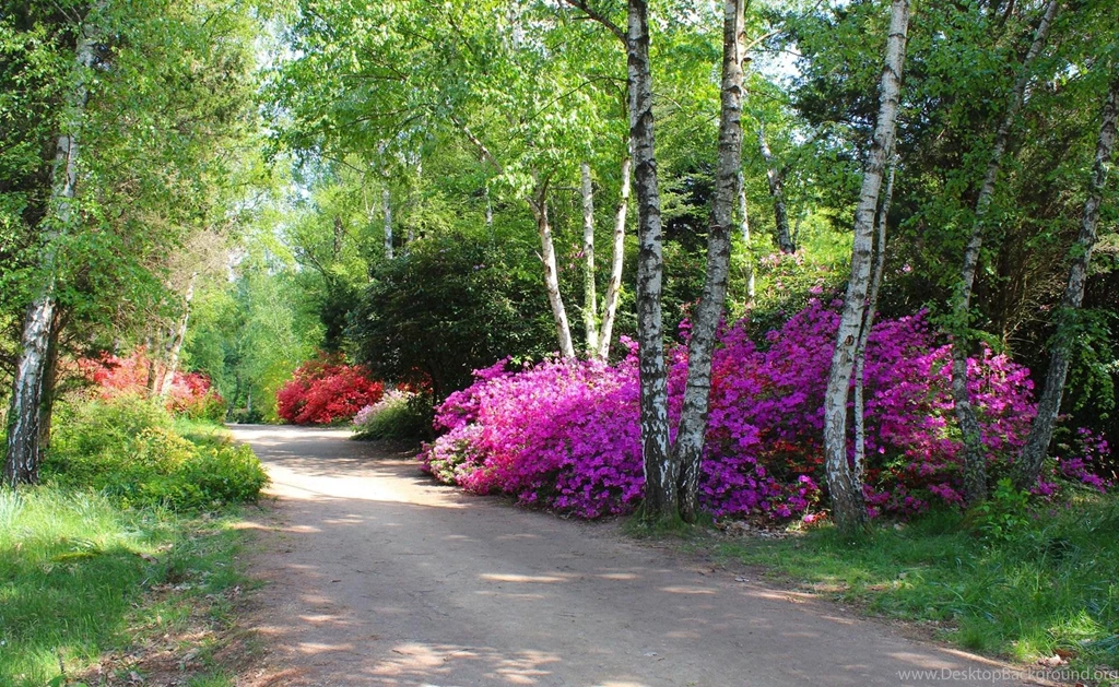 Park >> HD Wallpaper, Get It Now!