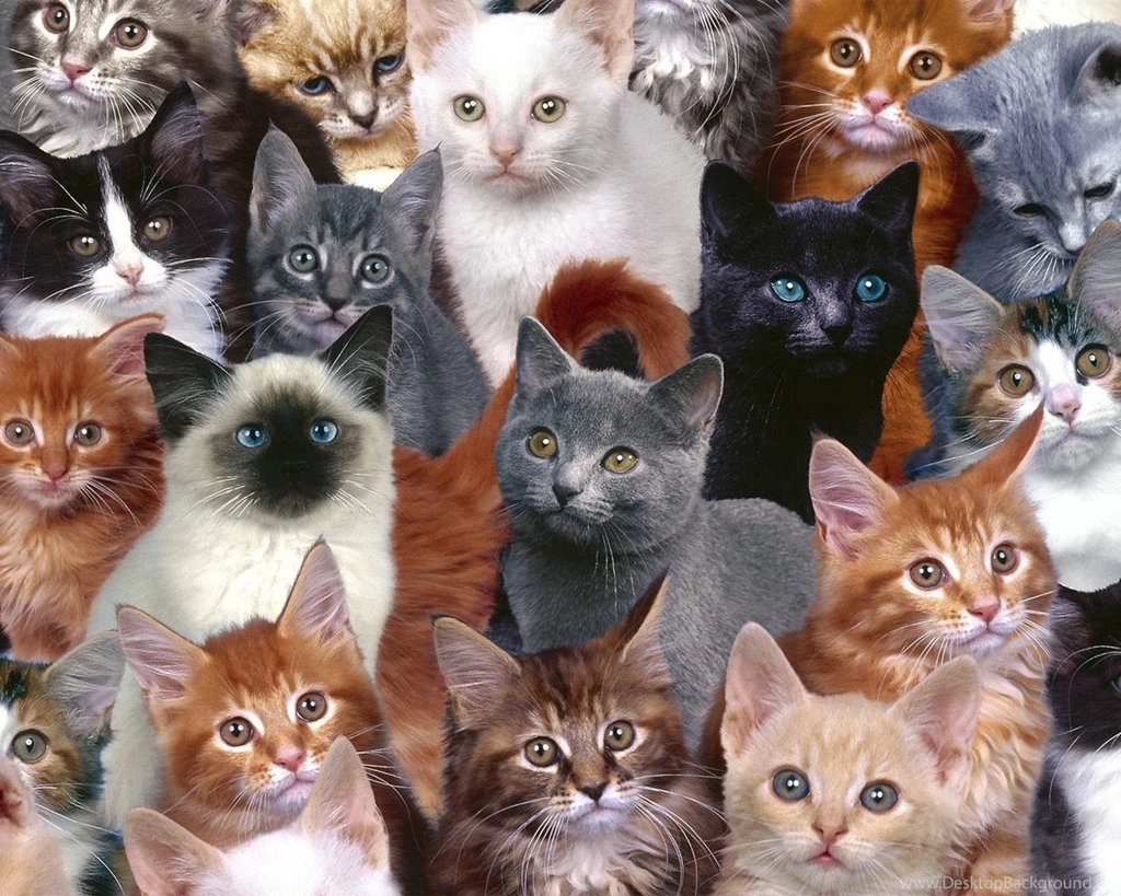Family Cats Wallpapers For Desktop
