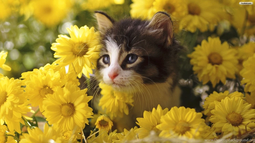 YouWall Cat And Flowers Wallpapers Wallpaper,wallpapers,free ...