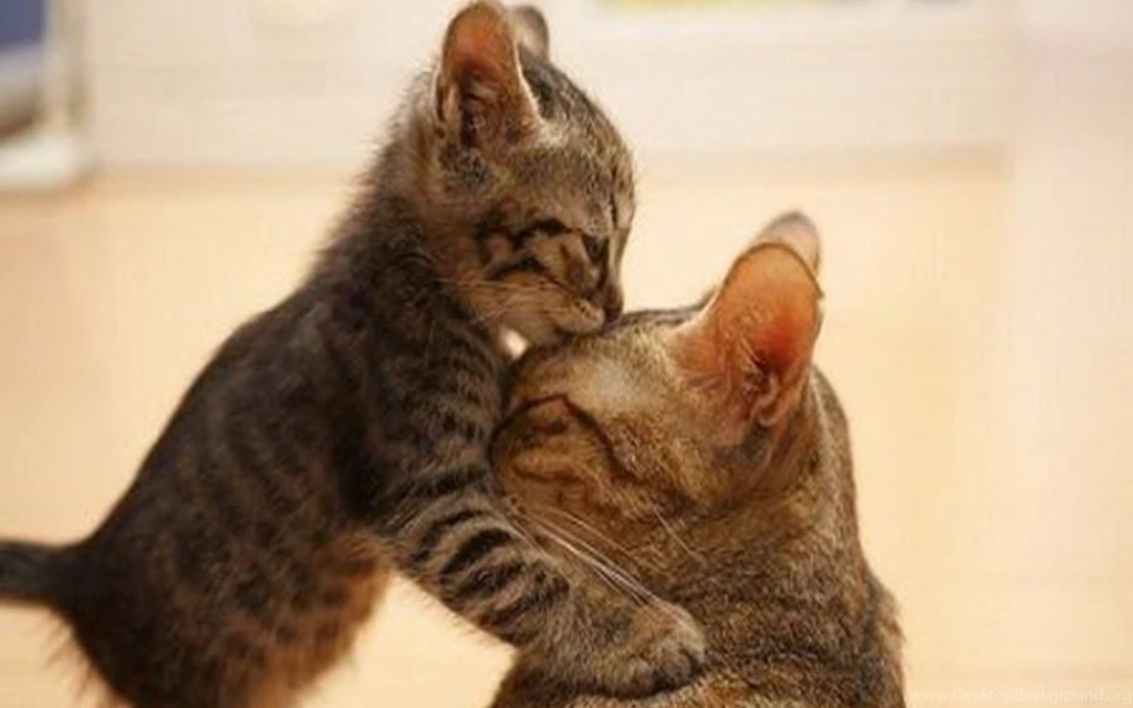 Beautiful Cat And Kitten Cats Wallpapers (16095956) Fanpop