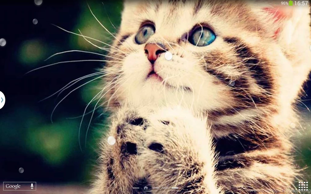 Cute Cats Live Wallpapers Android Apps On Google Play