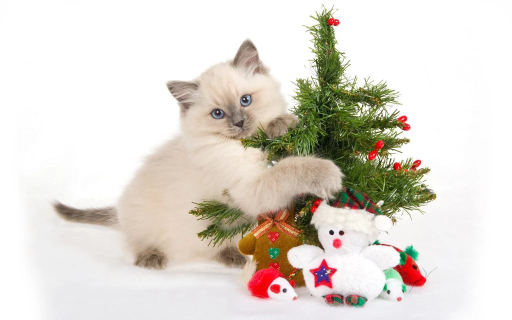 Cats And Christmas Tree Wallpapers High Resolut