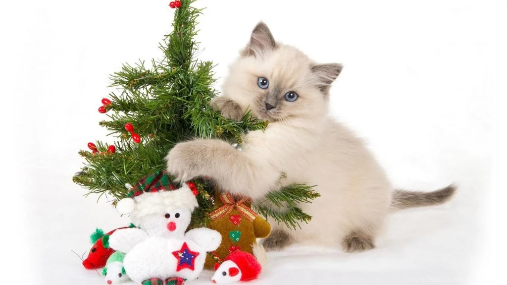 Funny Cats And Small Christmas Tree Wallpapers