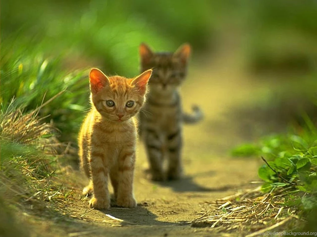 Wallpapers Cats And Sun Cat Free 1024x768