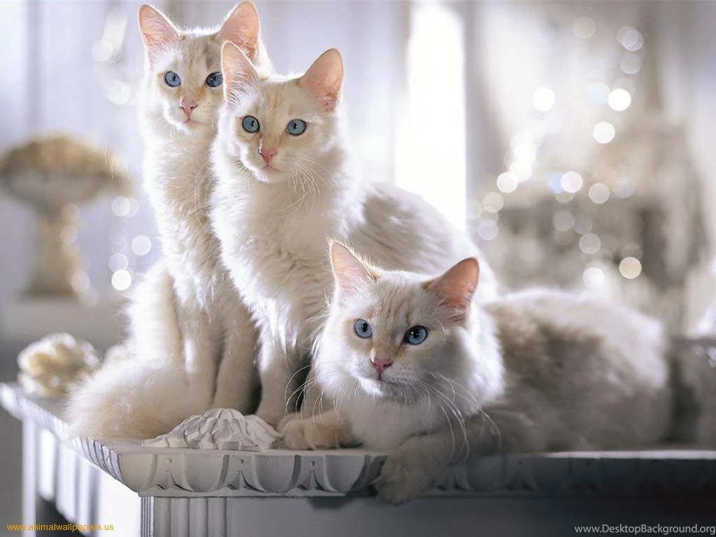 Wallpapers Sale Nice Cats For 1024x768