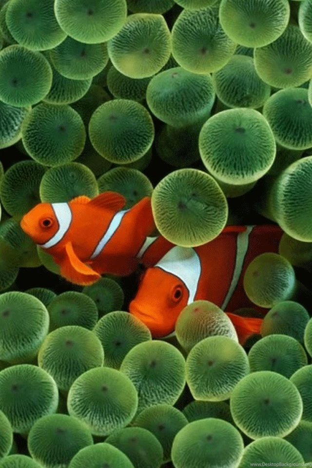 HD Wallpapers For iPhone 4 Free Download Wallpapers Zone