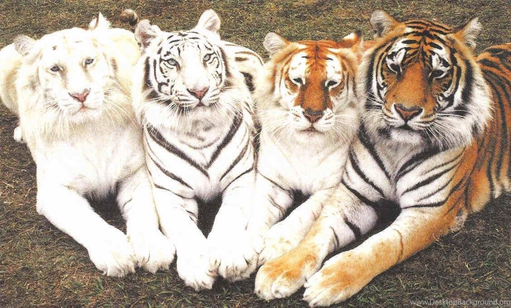 My Top Collection: Big Cat Wallpapers