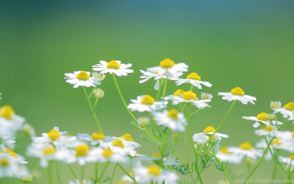Daisies, White, Flowers, Nature, Summer, Green, Desktop ...
