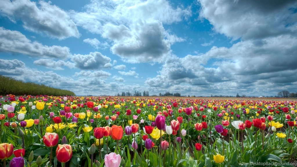 Download Wallpapers 3840x2160 Tulips, Field, Flowers, Nature, Sky ...