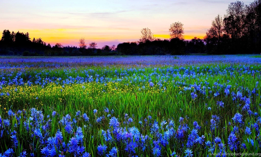 View, Flowers, Nature Background Images, Amazing View, Nature ...