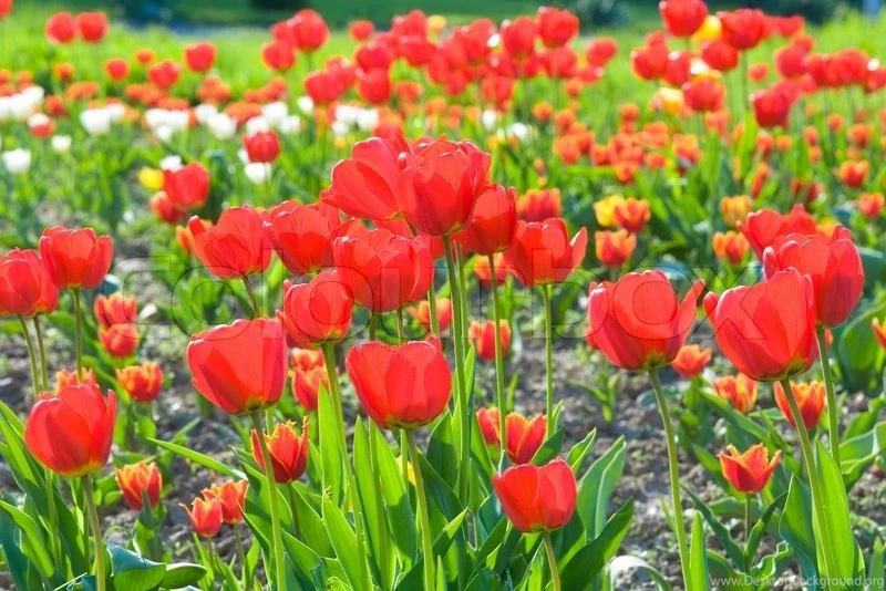 Spring Beautiful Red Tulip Flowers Nature Backgrounds