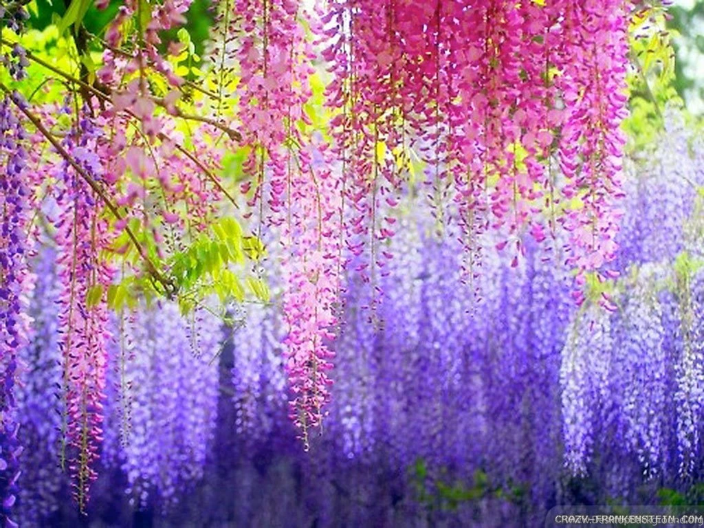 Colorful Flower Backgrounds Wallpapers Hd