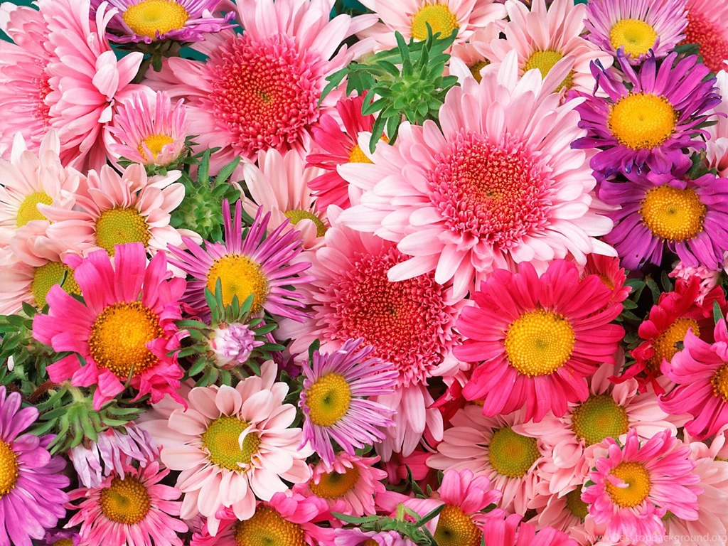 Amazing Colorful Flowers Wallpaper, HQ Backgrounds