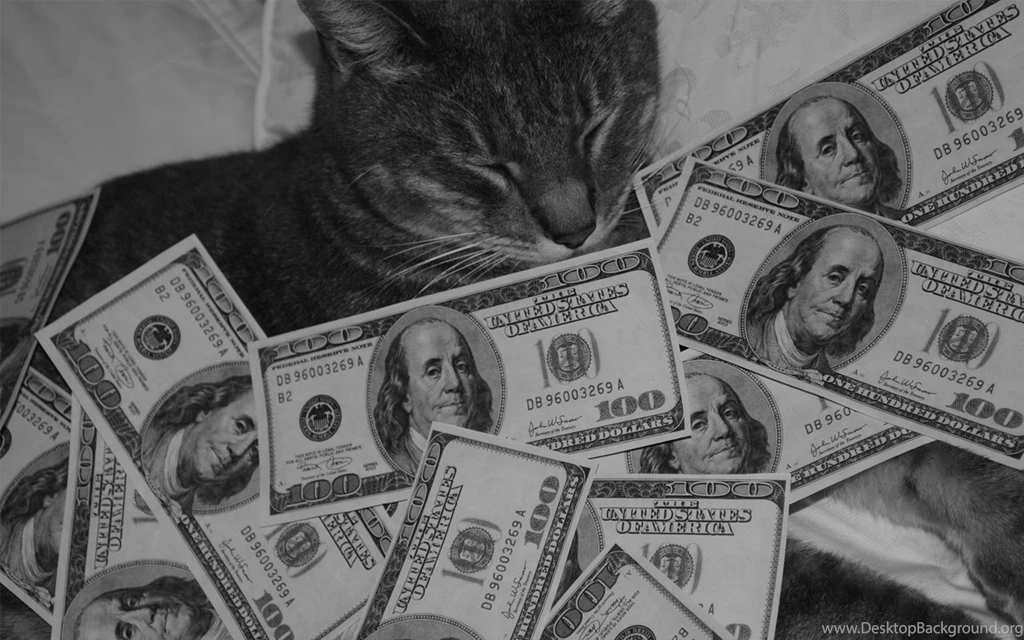 Pimp Cat By Dayyou On DeviantArt