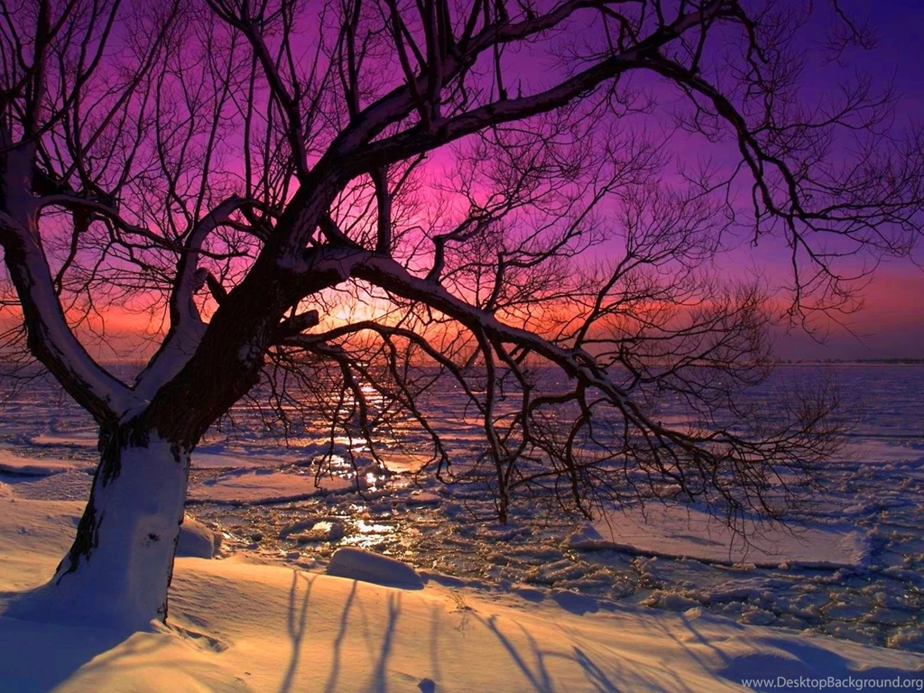 Winter Tree Desktop Wallpaper,Plant Trees Hd Wallpapers For Desktop ...