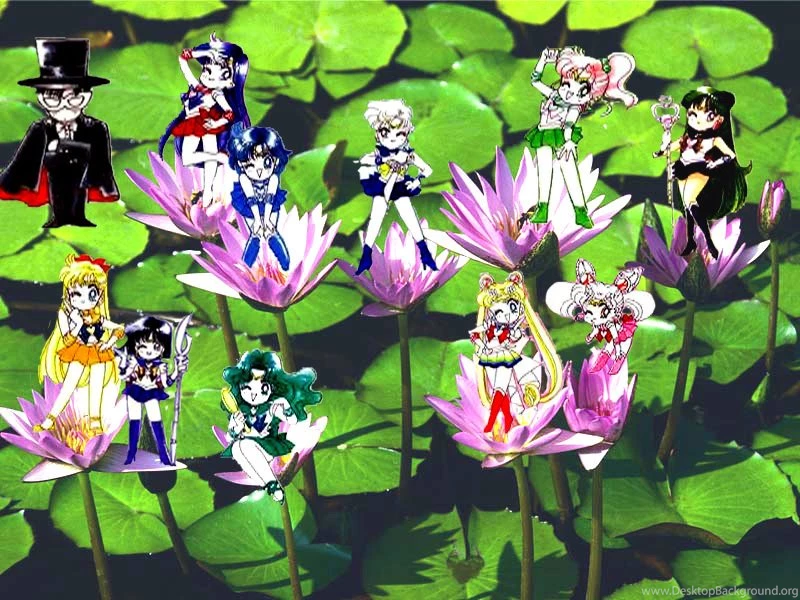 Sailor Scouts   Sailor Senshi Wallpapers (15458261)   Fanpop