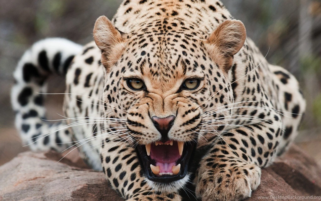 Wild Animals Pictures