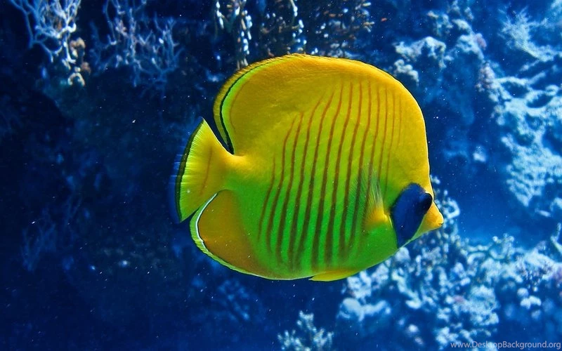 Wildlife Fish 1920x1200 Wallpapers – Animals Fish HD Desktop Wallpapers