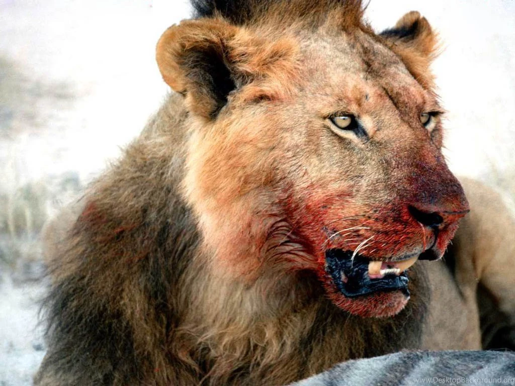 12 Dangerous Wildlife Predators HQ