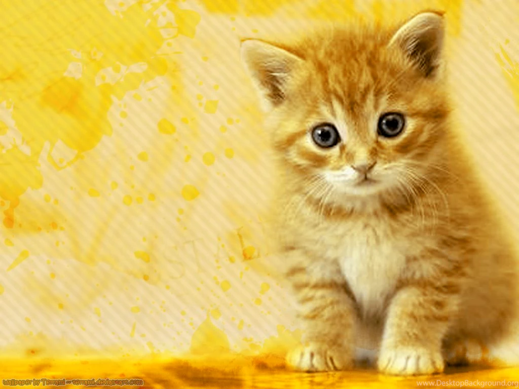 Download Free 100 Cute And Sweet Cat Wallpapers The Quotes Land
