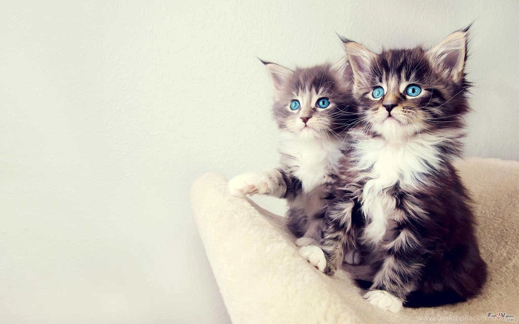 Cute Cat Wallpapers Kitten Wallpapers High Resolution Kemecer Com Images, Photos, Reviews