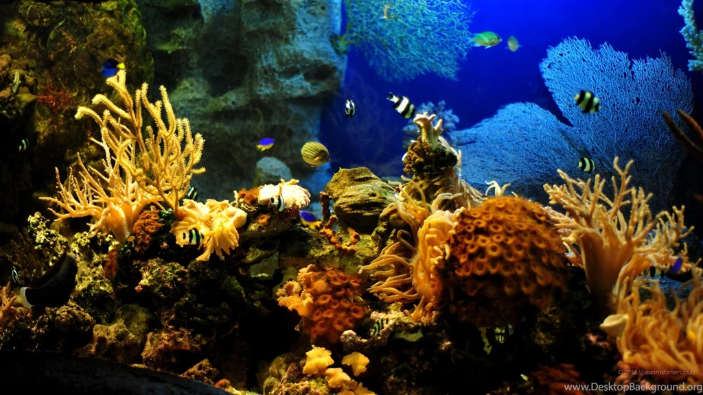 1920x1080 Wallpapers Aquarium. Full HD 1920x1080 Free Wallpapers ...