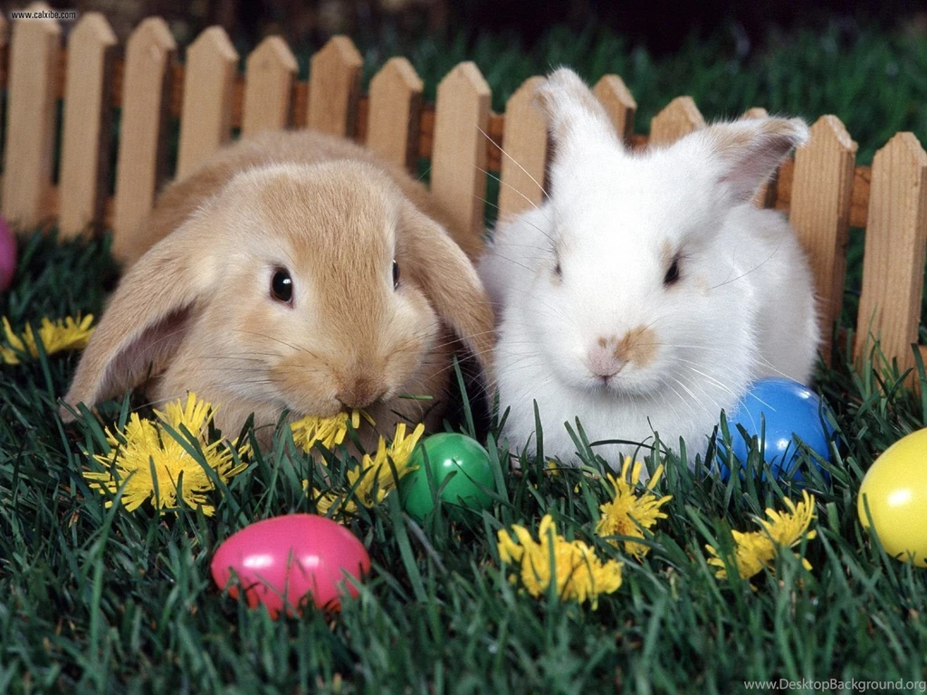 Bunny And Chicks Wallpapers
