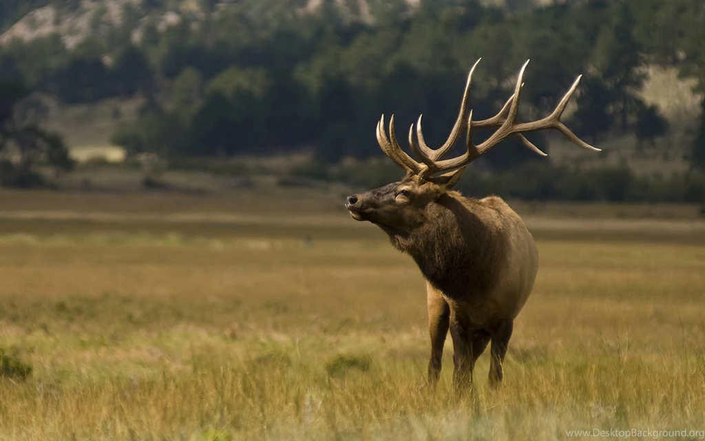 32 Elk HD Wallpapers