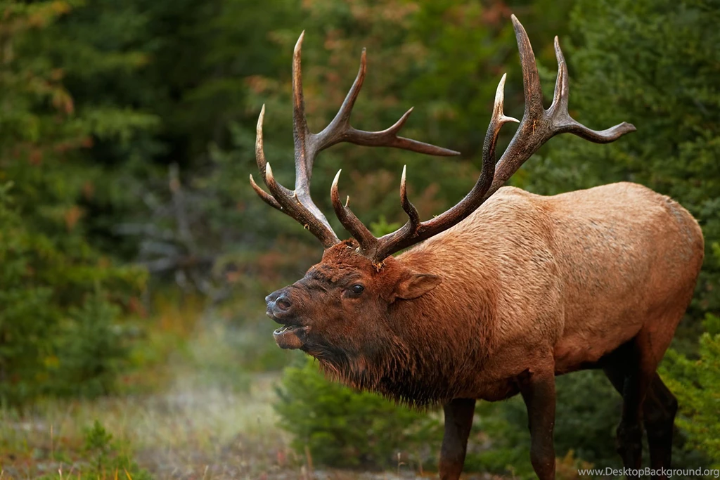 Bull Elk Elks Deer (15) Wallpapers