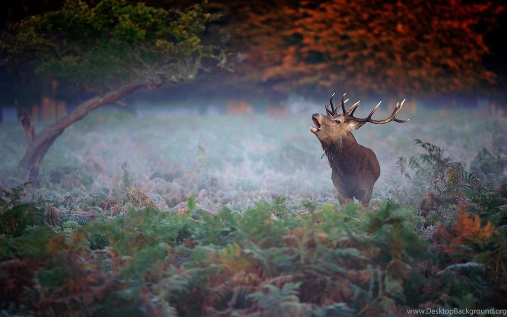 Jane Beast Neither Fish Nor Fowl Elk Wallpapers 7 - Animal ...