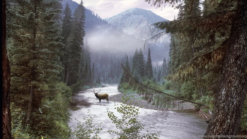 Download Wallpapers, Download 2560x1440 Idaho Elk 1920x1080 ...
