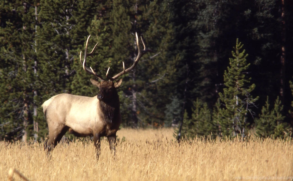 Bull Elk Elks Deer (43) Wallpapers
