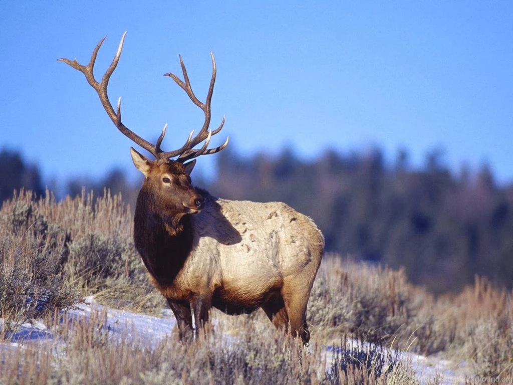 Wallpapers: Elk Wallpapers