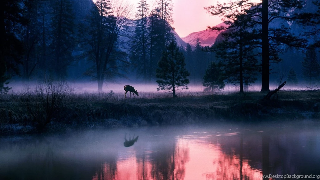 Full HD 1080p Elk Wallpapers HD, Desktop Backgrounds 1920x1080