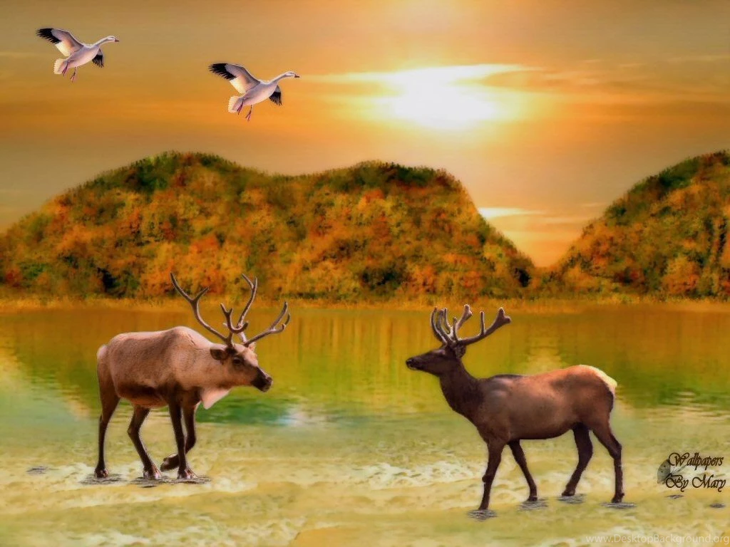 Golden Serenity Nature Geese Water Animals Lakes Elk Sunsets Other ...