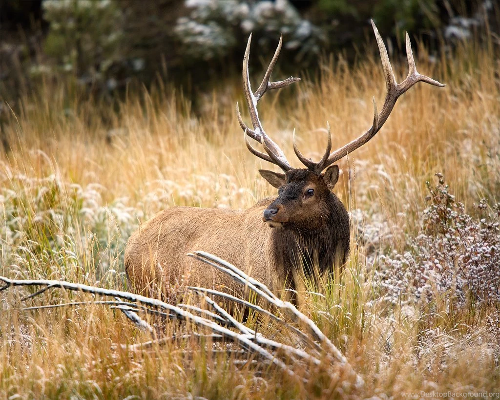Bull Elk