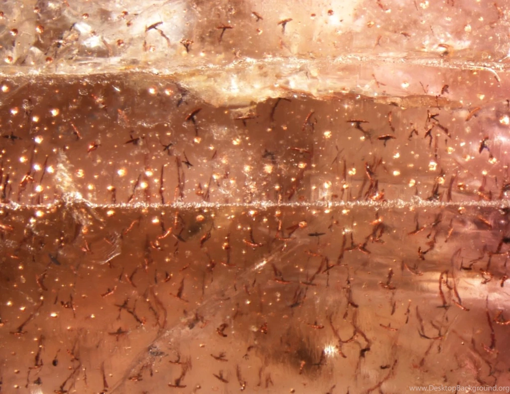 Download Free Modern Toile The Wallpapers 1440x1256px