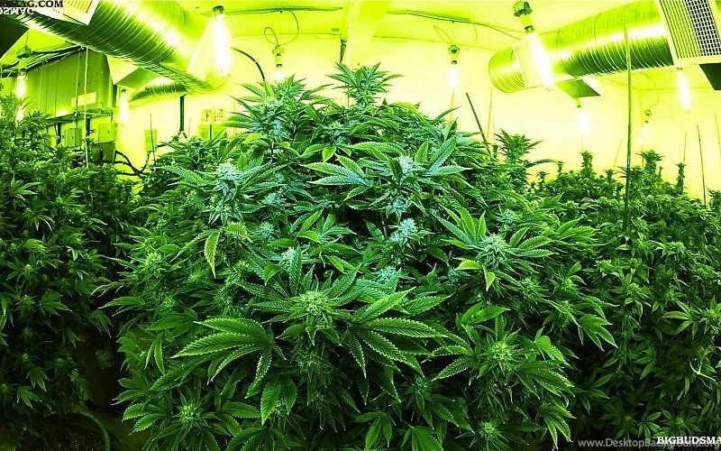 Marijuana Weed 420 Ganja J Free Desktop Backgrounds And Wallpapers