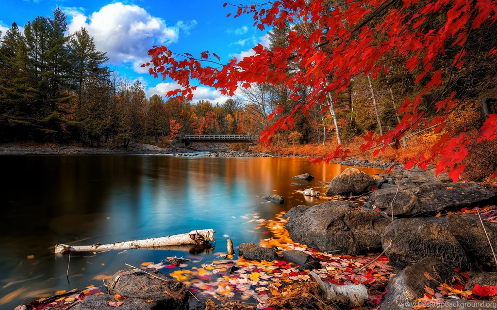 Fall Foliage HD Wallpapers