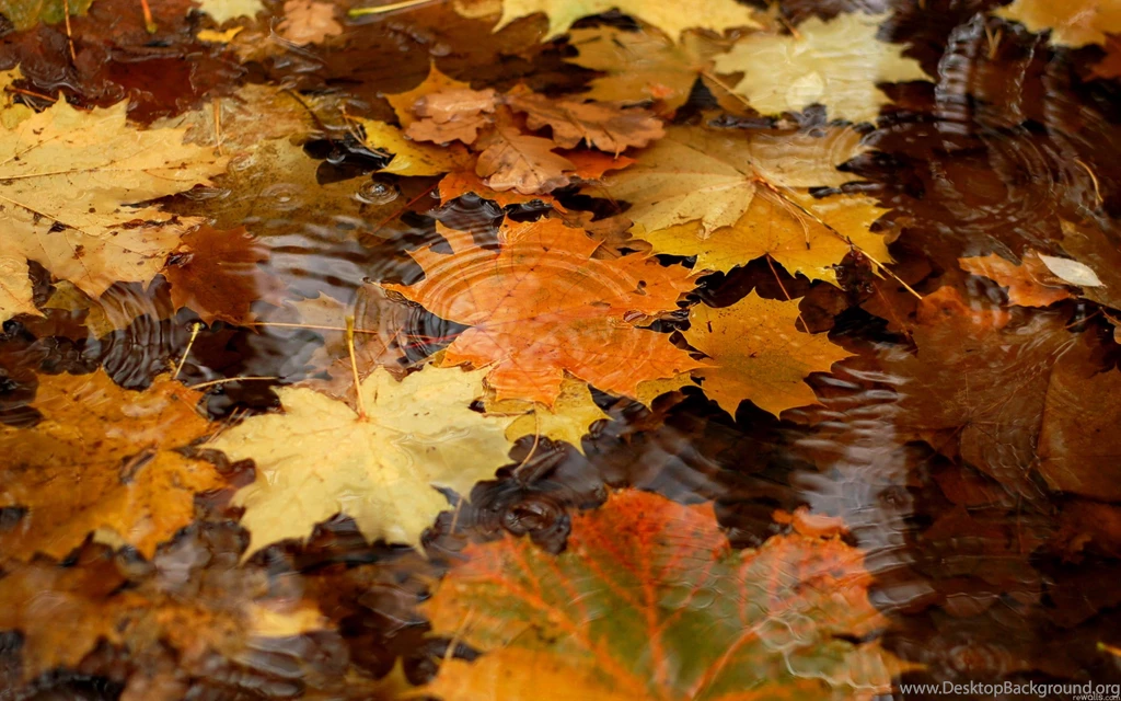 Autumn Wallpapers High Quality
