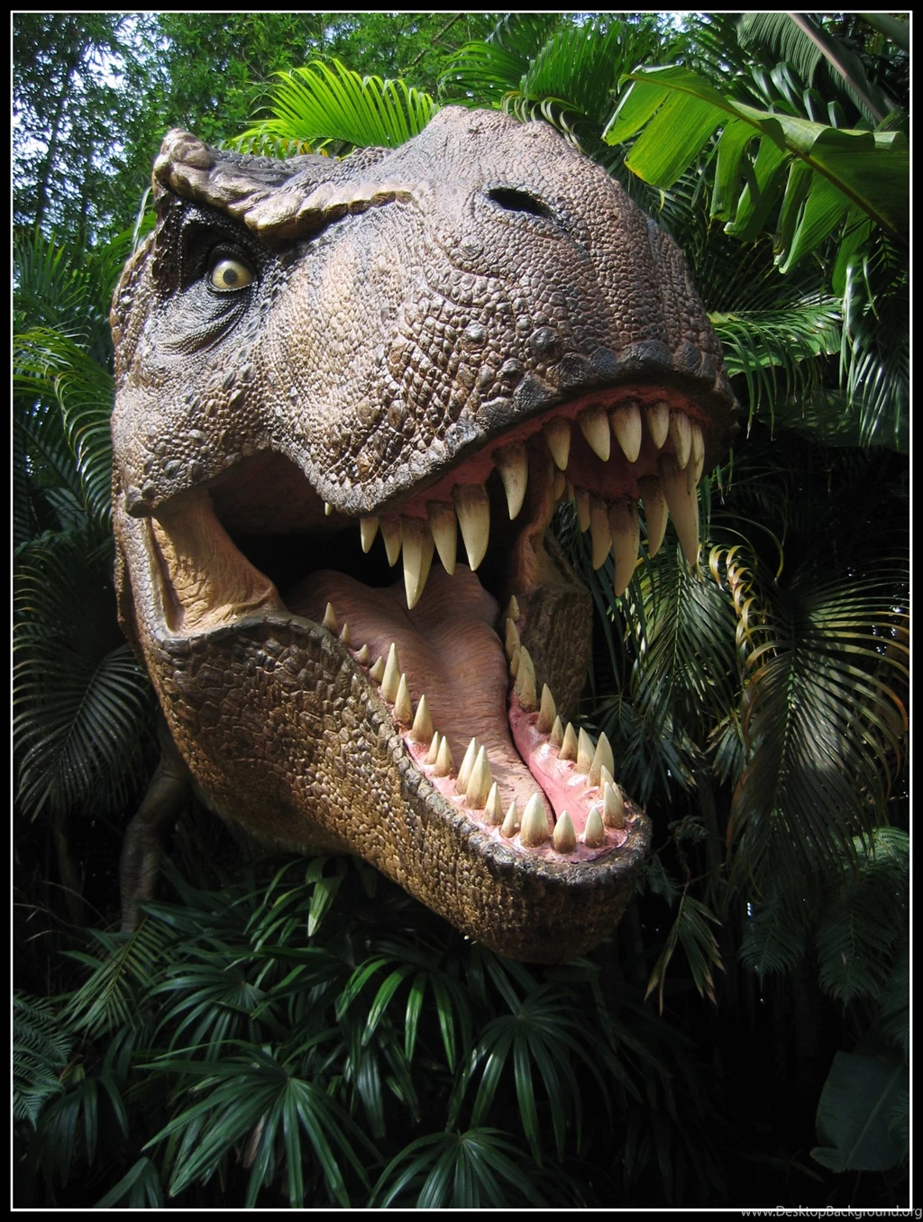 Tyrannosaurus Rex Dinosaurs Wallpapers (