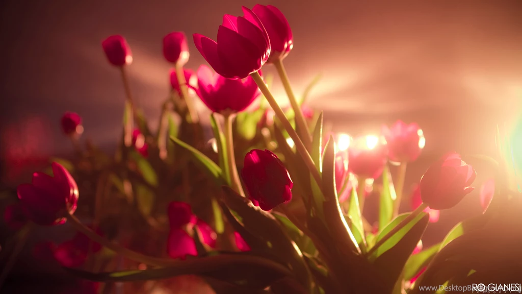 Beautiful Cactus Flowers HD Photos Pictures